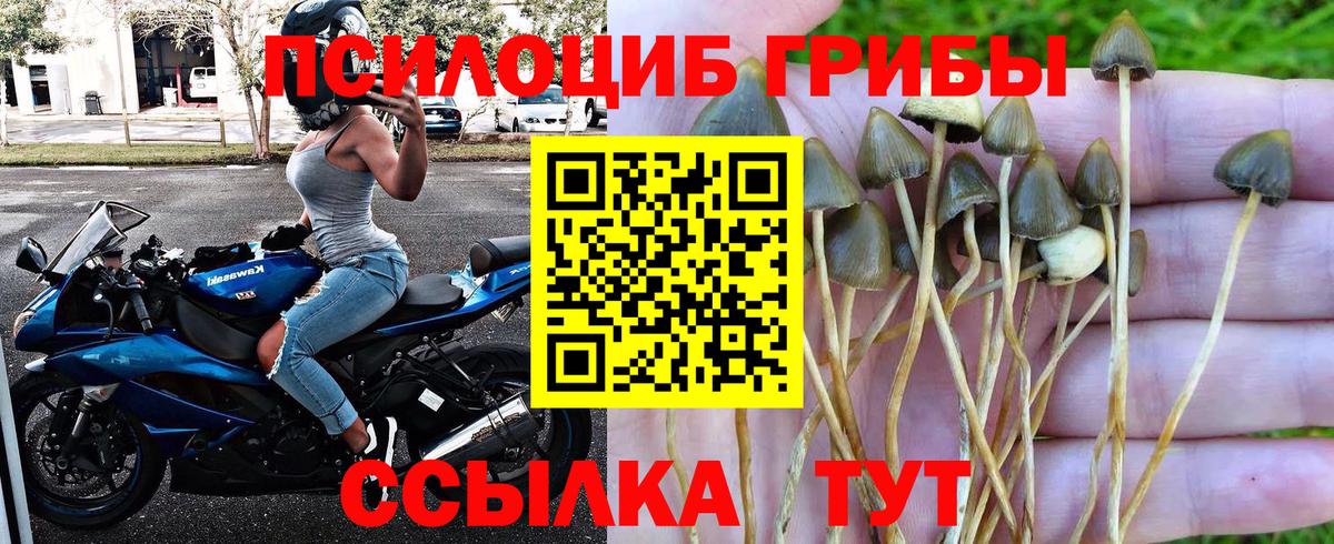 Конаково  Псилоцибиновые грибы Cubensis  Вход с VPN 